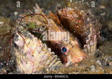 Le requin Poisson-papillon reste en coquilles, Dendrochirus sp., le Détroit de Lembeh, au nord de Sulawesi, Indonésie Banque D'Images