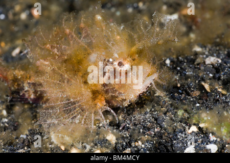 Ambon juvénile rascasses, Pteroidichthys amboinensis, Détroit de Lembeh, au nord de Sulawesi, Indonésie Banque D'Images