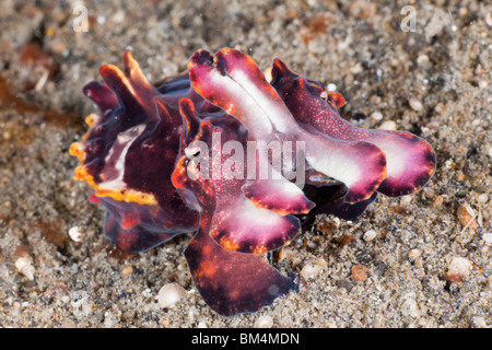 La Seiche flamboyante, Metasepia pfefferi, Détroit de Lembeh, au nord de Sulawesi, Indonésie Banque D'Images