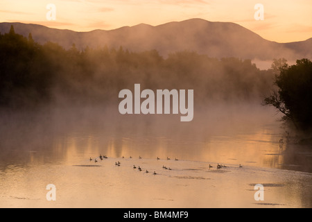 Tôt le matin sur un matin brumeux sur la rivière Connecticut à Lunenburg, Vermont. La bernache du Canada. Banque D'Images