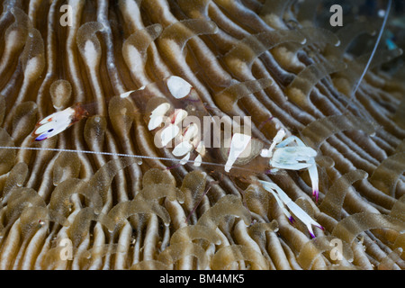 Crevettes aux champignons commensaux sur Coral, Periclimenes magnificus, Détroit de Lembeh, au nord de Sulawesi, Indonésie Banque D'Images