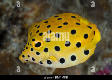 Juvenile Yellow Boxfish, Ostracion cubicus, Détroit de Lembeh, au nord de Sulawesi, Indonésie Banque D'Images