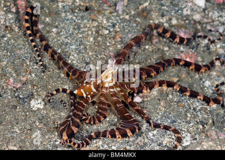 Wonderpus Wunderpus photogenicus, Octopus, le Détroit de Lembeh, au nord de Sulawesi, Indonésie Banque D'Images