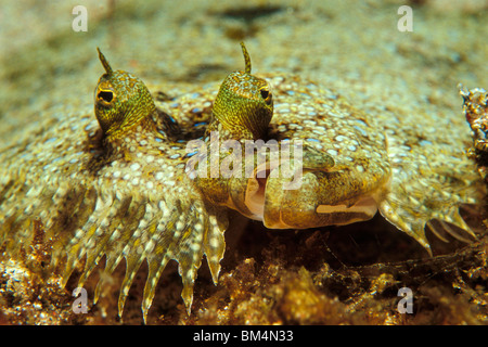 Bothus pantherinus, plie rouge Leopard, Puerto Galera, l'île de Mindoro, Philippines Banque D'Images