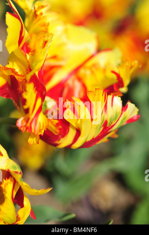 Les tulipes perroquet flamboyant Banque D'Images