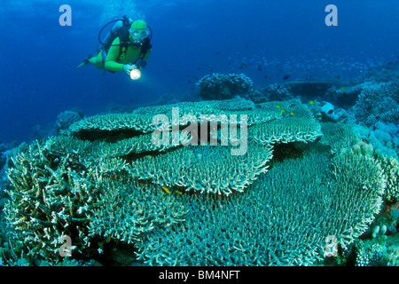 Au-dessus de la table de plongée sous marine, Coraux Acropora, Puerto Galera, l'île de Mindoro, Philippines Banque D'Images