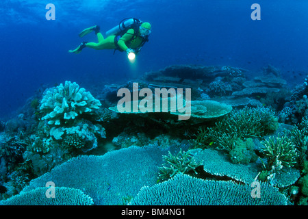 Au-dessus de la table de plongée sous marine, Coraux Acropora, Puerto Galera, l'île de Mindoro, Philippines Banque D'Images