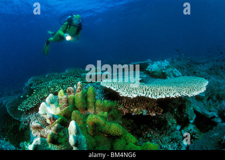 La plongée sur les récifs coralliens, Acropora, Puerto Galera, l'île de Mindoro, Philippines Banque D'Images