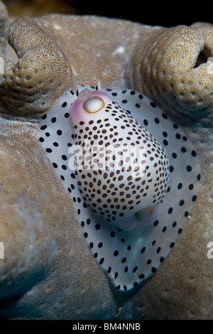 Repéré Cowrie escargot, Calpurnus verrucosus, Cabilao Island, îles Visayas, Philippines Banque D'Images