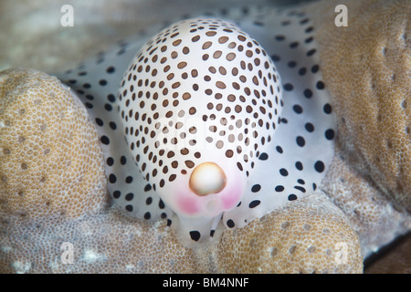 Repéré Cowrie escargot, Calpurnus verrucosus, Cabilao Island, îles Visayas, Philippines Banque D'Images