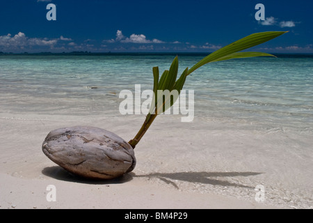 Noix de Coco germée se trouve à plage, Cocos nucifera, Micronésie, Palau Banque D'Images