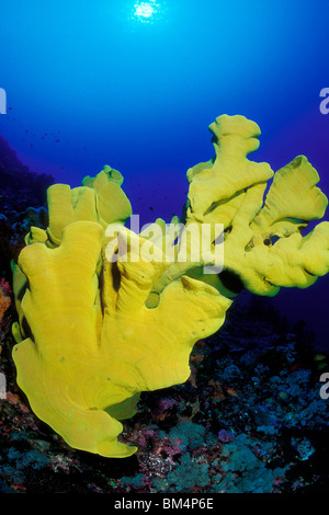 Oreille d'éponge, Ianthella basta, îles du Pacifique Sud, Solomones Banque D'Images