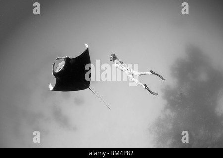 Femme nager avec des raies Manta, Manta birostris, Raja Ampa, Papouasie occidentale, en Indonésie Banque D'Images