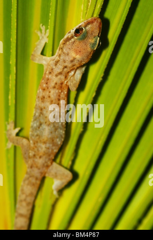 Lézard sauvage sur la feuille verte Banque D'Images