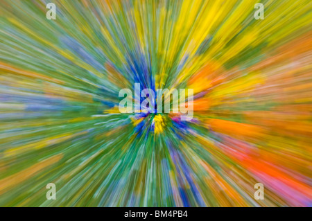 Extrait de fleurs sauvages, les montagnes de Tehachapi, Angeles National Forest, Californie Banque D'Images