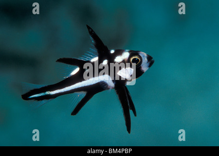 Noir et blanc juvénile, vivaneau Macolor macularis, Pacifique Sud, îles Solomones Banque D'Images