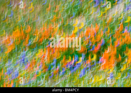 Extrait de fleurs sauvages, les montagnes de Tehachapi, Angeles National Forest, Californie Banque D'Images