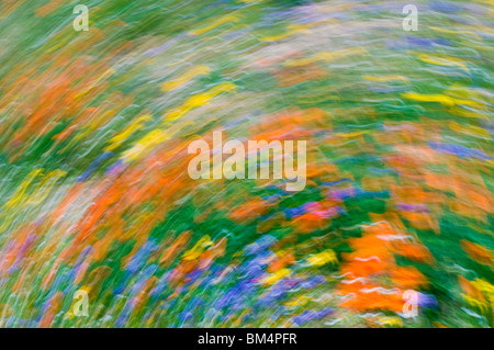 Extrait de fleurs sauvages, les montagnes de Tehachapi, Angeles National Forest, Californie Banque D'Images