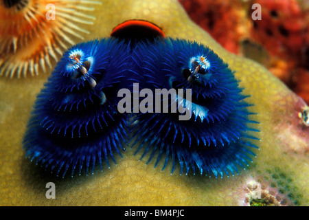 Blue Christmas Tree Worm, Spirobranchus giganteus, Phuket, la mer d'Andaman, Thaïlande Banque D'Images