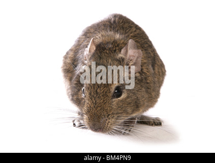 Portrait de dégus Octodon Degu seul repos adultes Studio, UK Banque D'Images