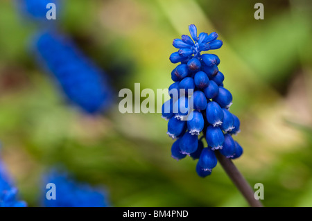 Les Muscaris, Muscari botryoides Banque D'Images