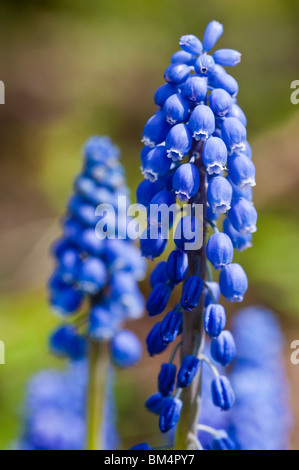 Les Muscaris, Muscari botryoides Banque D'Images