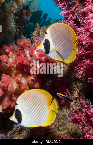 Paire de papillons Panda et plus propre wrasse, Chaetodon adiergastos, Raja Ampat, Papouasie occidentale, en Indonésie Banque D'Images