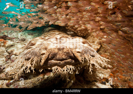 Eucrossorhinchus dasypogon Wobbegong, pampilles, Raja Ampat, Papouasie occidentale, en Indonésie Banque D'Images