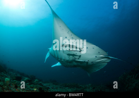 Suckerfish et Manta, Manta birostris, Echeneis naucrates, Raja Ampat, Papouasie occidentale, en Indonésie Banque D'Images