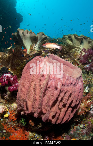 Le Baril en éponge Xestospongia testudinaria, récifs coralliens, Raja Ampat, Papouasie occidentale, en Indonésie Banque D'Images