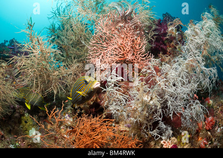 Ruban jaune de gaterins entre coraux noirs, Plectorhinchus polytaenia, Antipathes sp., Raja Ampat, Papouasie occidentale, en Indonésie Banque D'Images