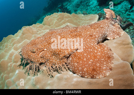 Eucrossorhinchus dasypogon Wobbegong, pampilles, Raja Ampat, Papouasie occidentale, en Indonésie Banque D'Images