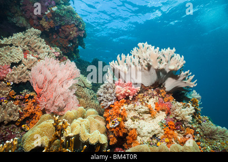 Leathter coraux dans les récifs coralliens, Sarcophyton sp., Raja Ampat, Papouasie occidentale, en Indonésie Banque D'Images