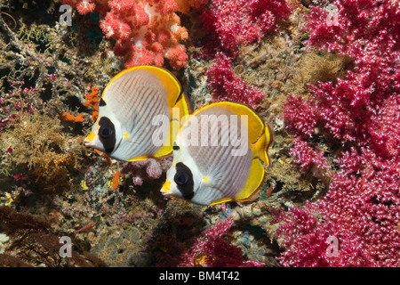 Papillons, Chaetodon adiergastos Panda, Raja Ampat, Papouasie occidentale, en Indonésie Banque D'Images