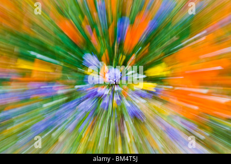 Extrait de fleurs sauvages, les montagnes de Tehachapi, Angeles National Forest, Californie Banque D'Images