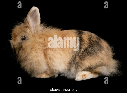 Lapin domestique seule femelle adulte Studio, UK Banque D'Images