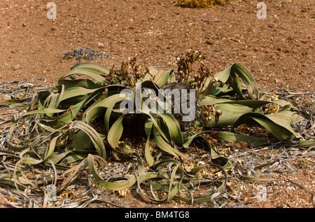 Mirabilis Welwitschia, la Namibie. Banque D'Images