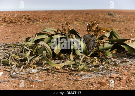 Mirabilis Welwitschia, la Namibie. Banque D'Images