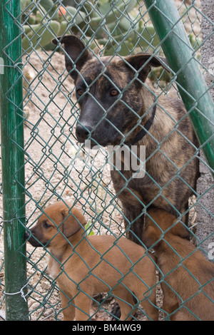 Deux chiens derrière une clôture dans un refuge. Photo par Nikki Attree Banque D'Images