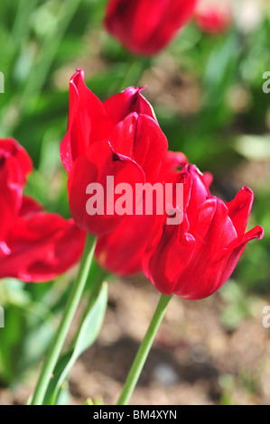 Tulipa Pretty Woman Banque D'Images