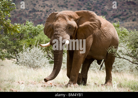 Bull Elephant in the bush, Palmwag concession, Damaraland, région de Kunene, en Namibie. Banque D'Images