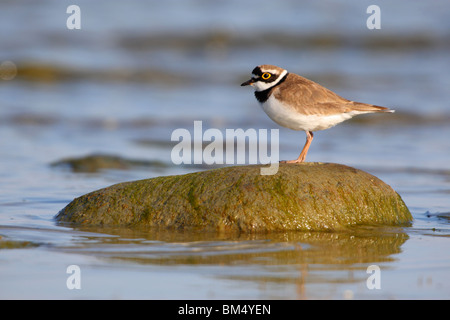 Petit Gravelot (Charadrius dubius), printemps 2010 Banque D'Images