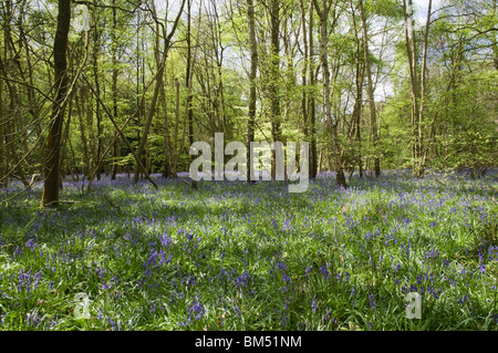 Dans Whippendell jacinthes des bois, Hertfordshire, Royaume-Uni Banque D'Images