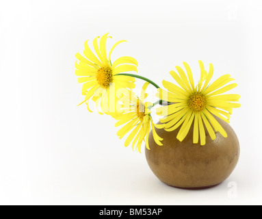 Marguerite jaune à fleurs - Maranta sur fond blanc Banque D'Images