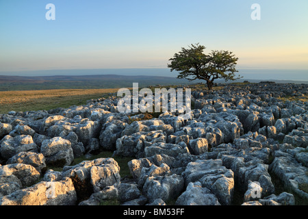 Arbre isolé parmi les lapiez à Twistleton, Ribblesdale cicatrices dans le Yorkshire Dales, North Yorkshire, England, UK Banque D'Images