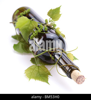 Bouteille de vin dans la vigne sur un fond blanc Banque D'Images