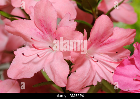 Close-up of pink Azalea fleurs Banque D'Images