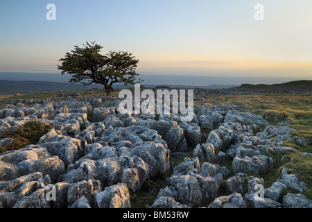 Arbre isolé parmi les lapiez à Twistleton, Ribblesdale cicatrices dans le Yorkshire Dales, North Yorkshire, England, UK Banque D'Images