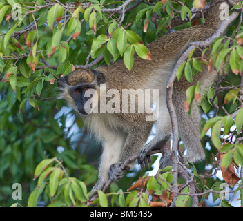 Singe vert Chlorocebus sabaeus, Barbade, Banque D'Images