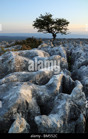 Arbre isolé parmi les lapiez à Twistleton, Ribblesdale cicatrices dans le Yorkshire Dales, North Yorkshire, England, UK Banque D'Images